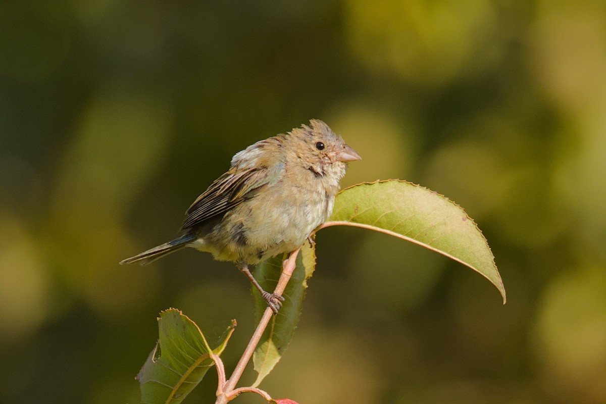Indigo Bunting - ML641654264