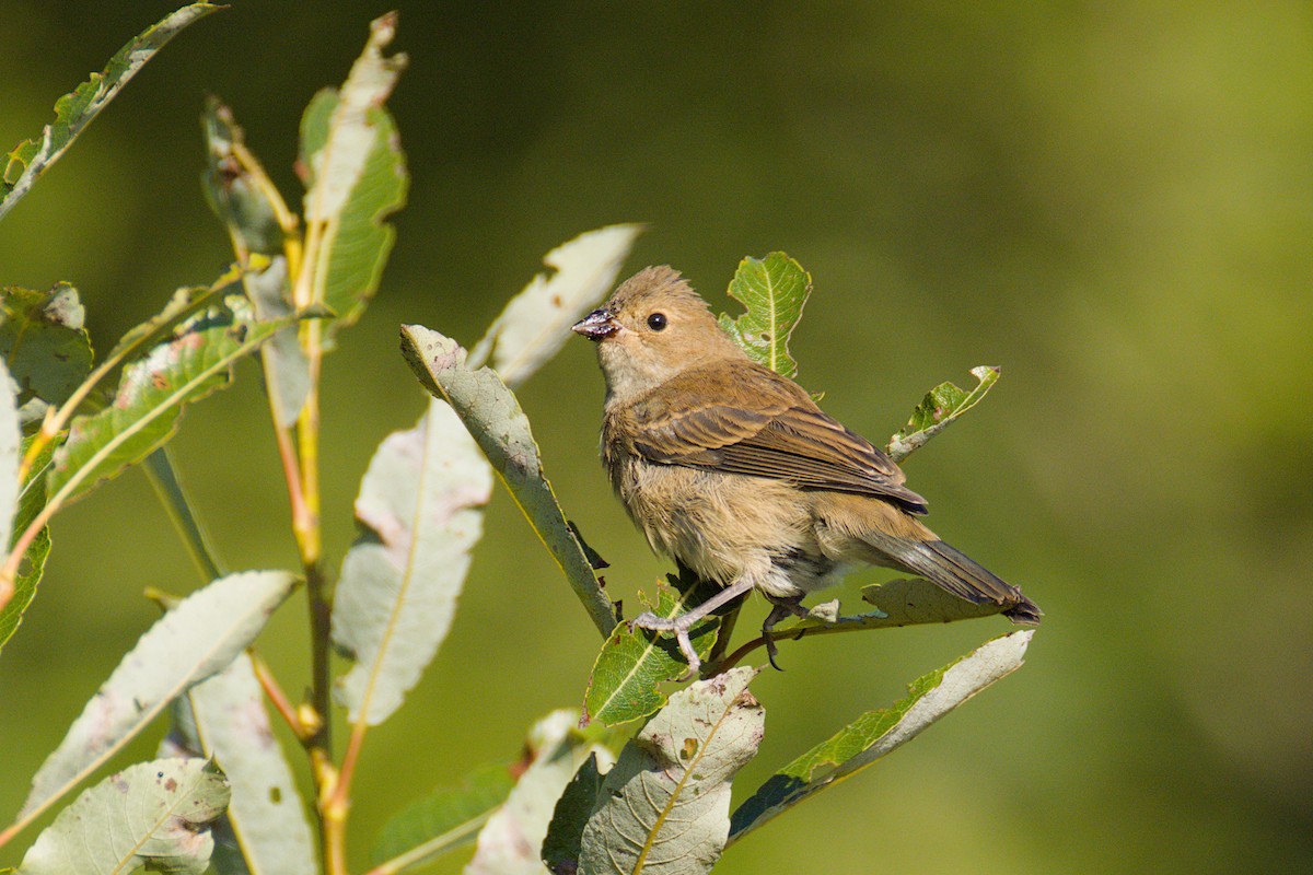 Indigo Bunting - ML641654265