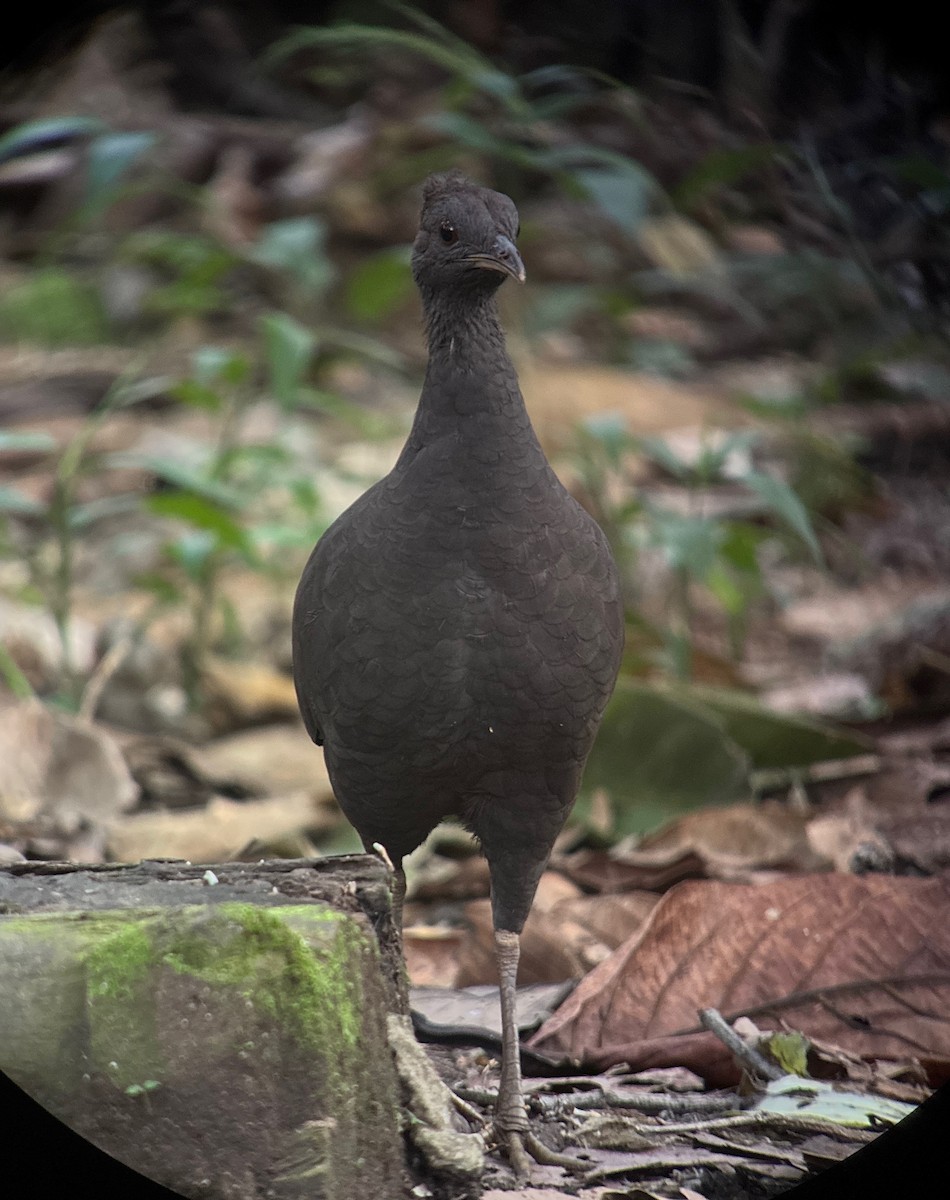 Cinereous Tinamou - ML641654266