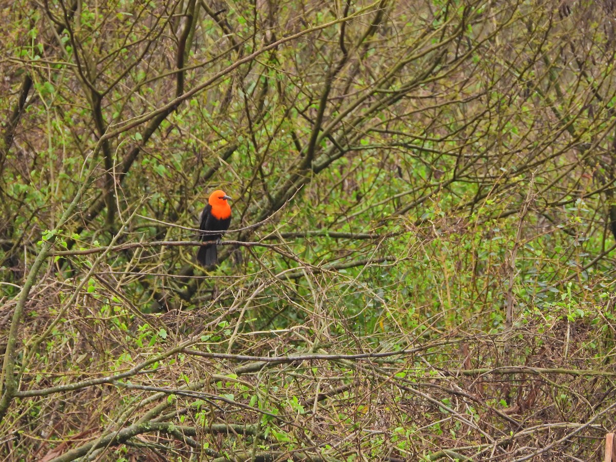 Scarlet-headed Blackbird - ML641654296