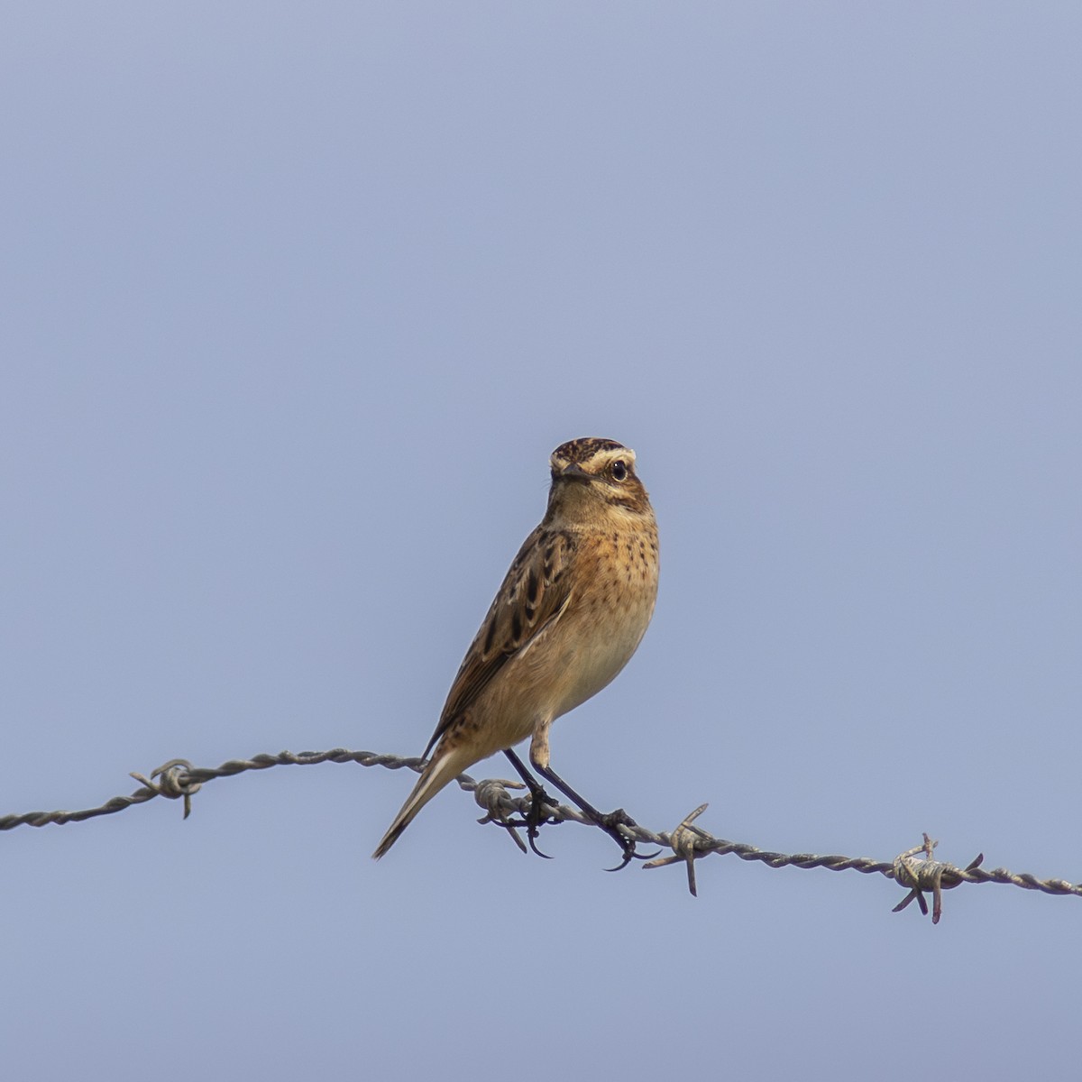 Whinchat - ML641654315