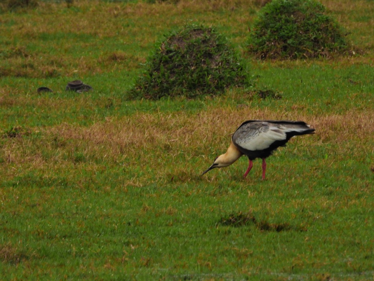 Buff-necked Ibis - ML641654346