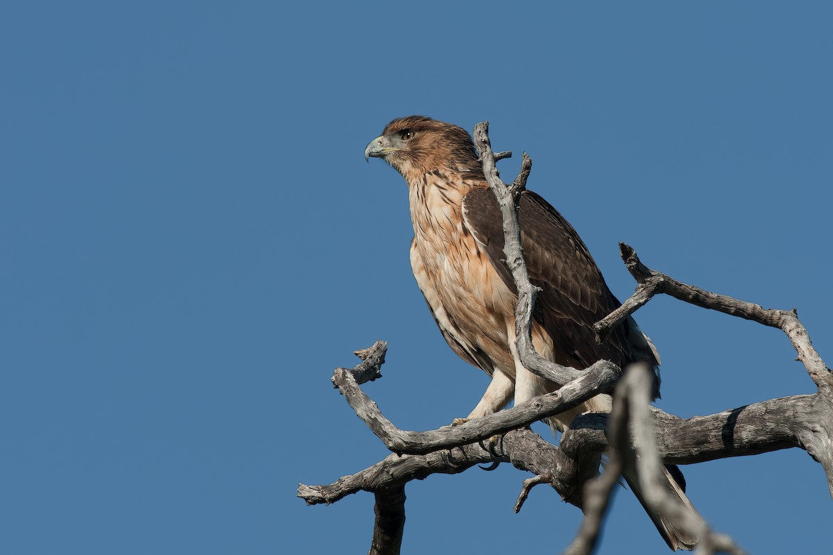 African Hawk-Eagle - ML641654397