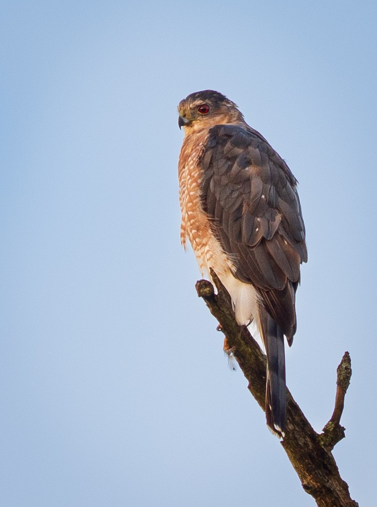 Cooper's Hawk - ML641654440