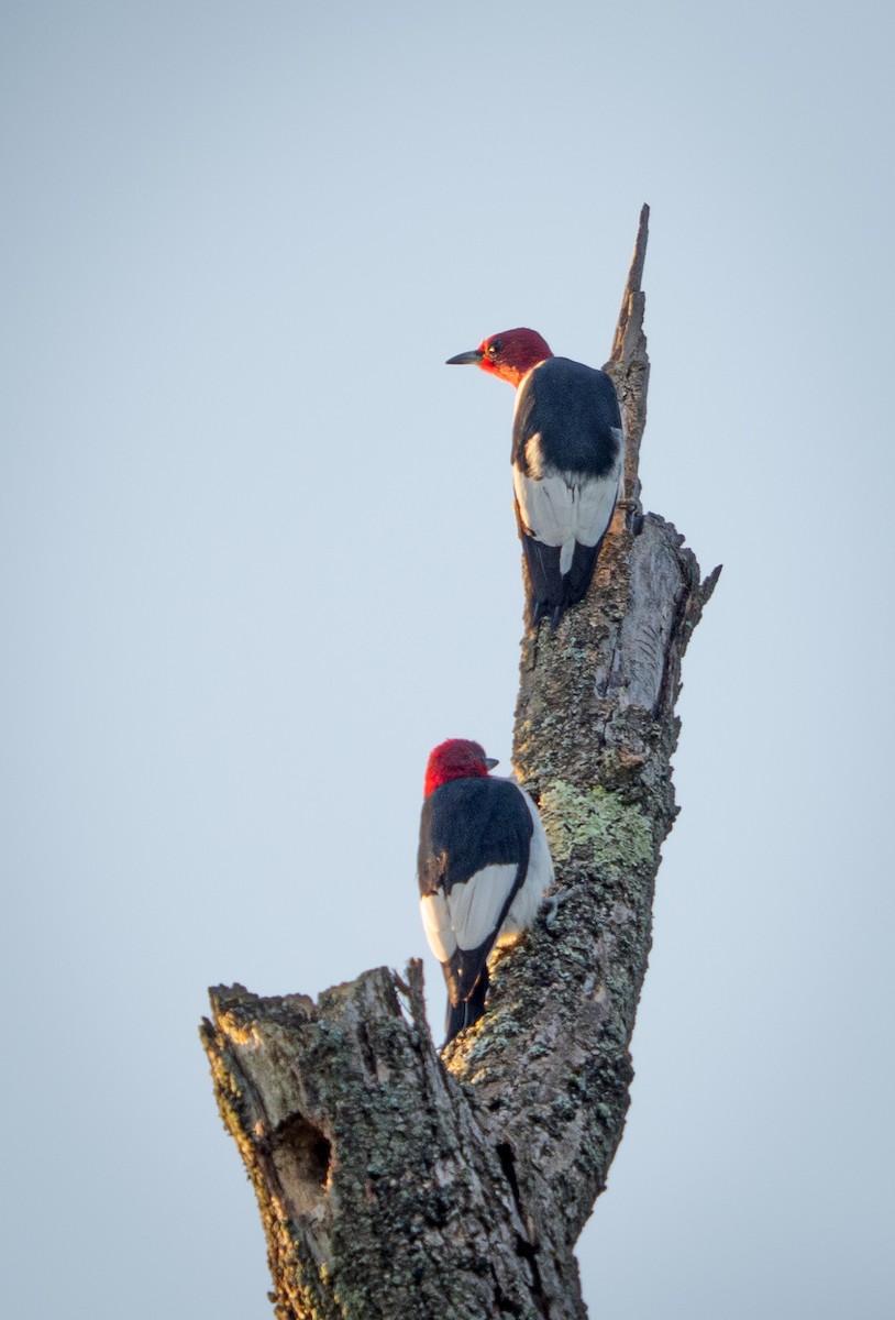 Red-headed Woodpecker - ML641654442