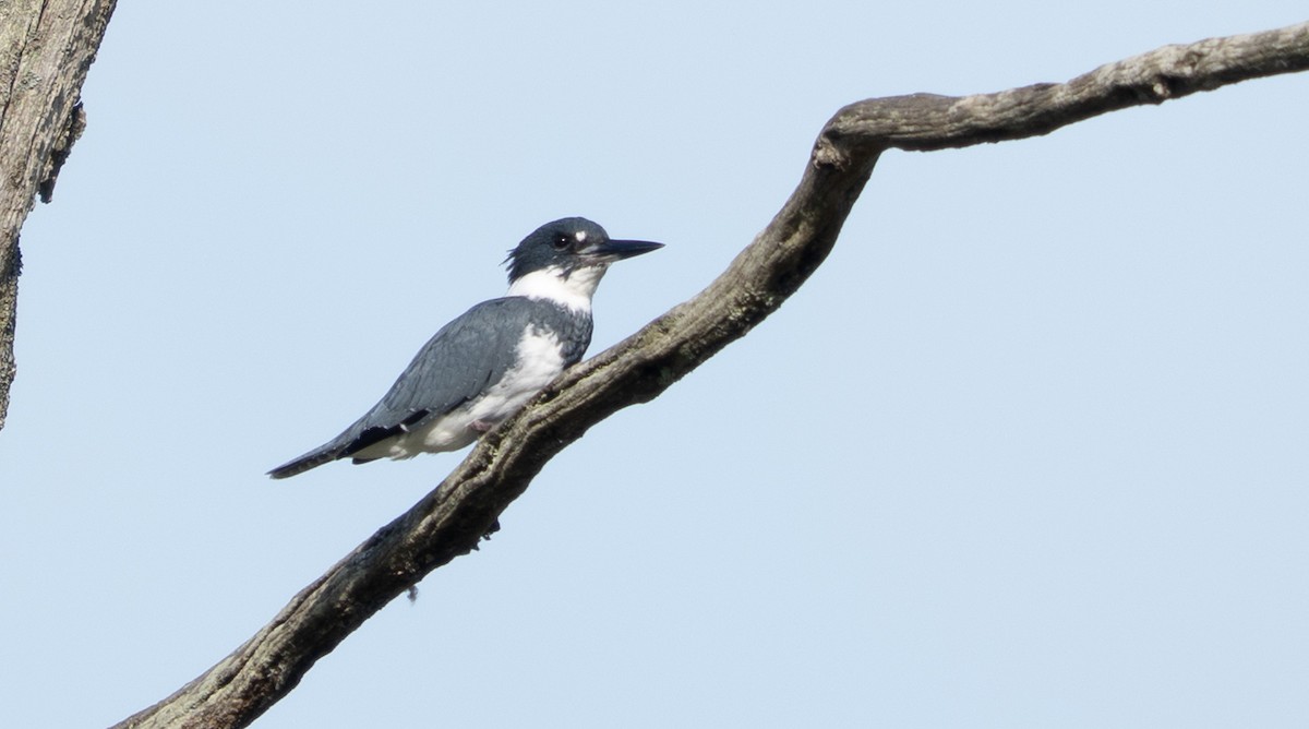 Belted Kingfisher - ML641654447