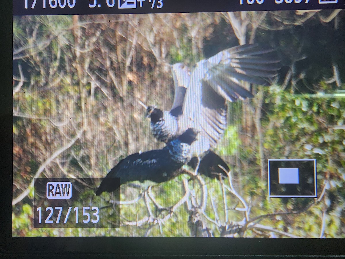 Horned Screamer - ML641654473
