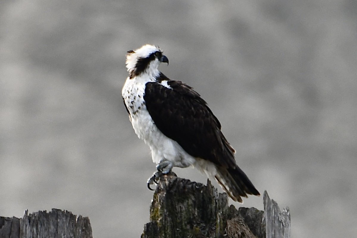 שלך (carolinensis) - ML641654484