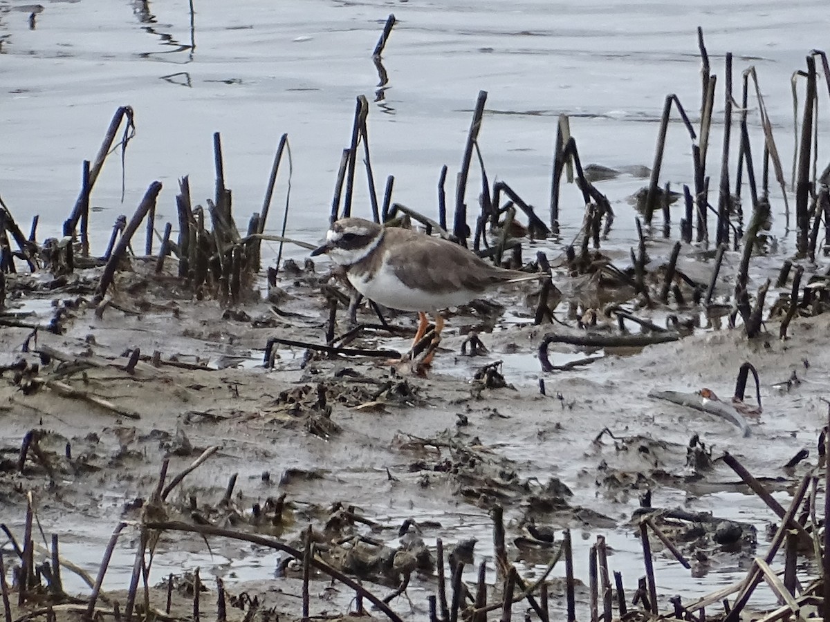 Common Ringed Plover - ML641654512