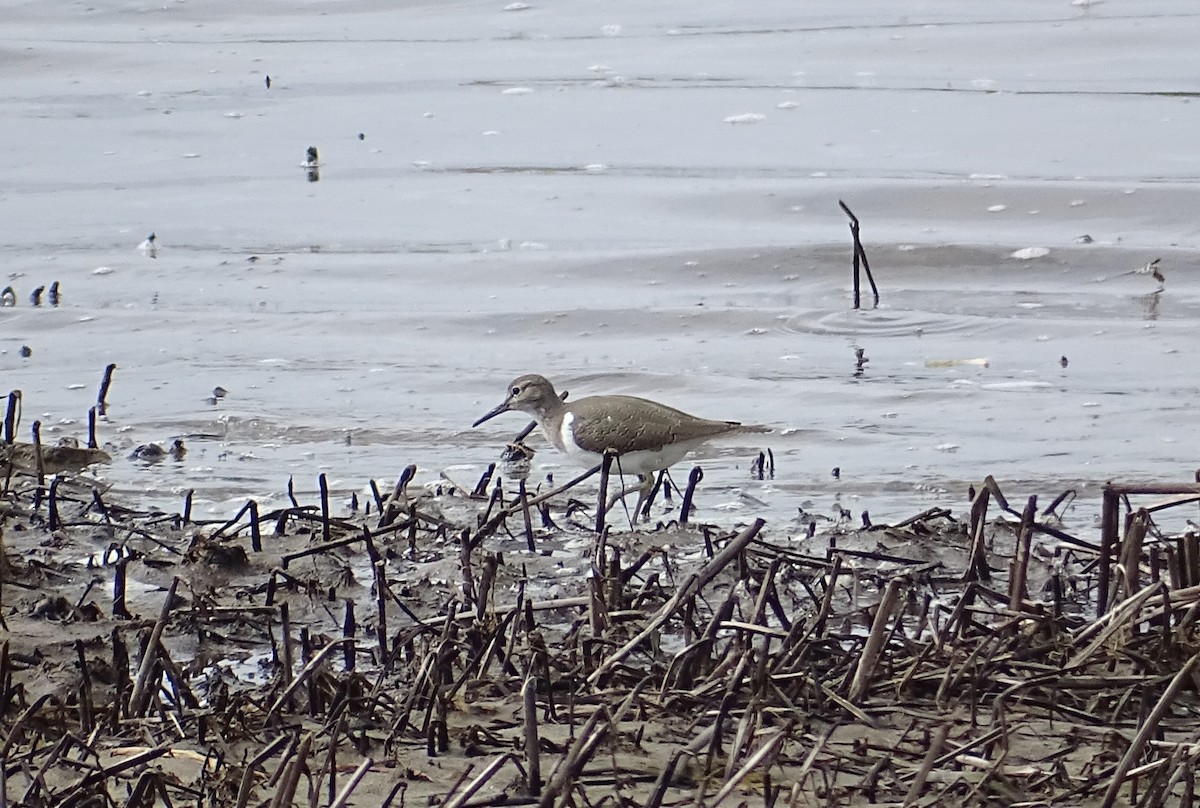 Common Sandpiper - ML641654524