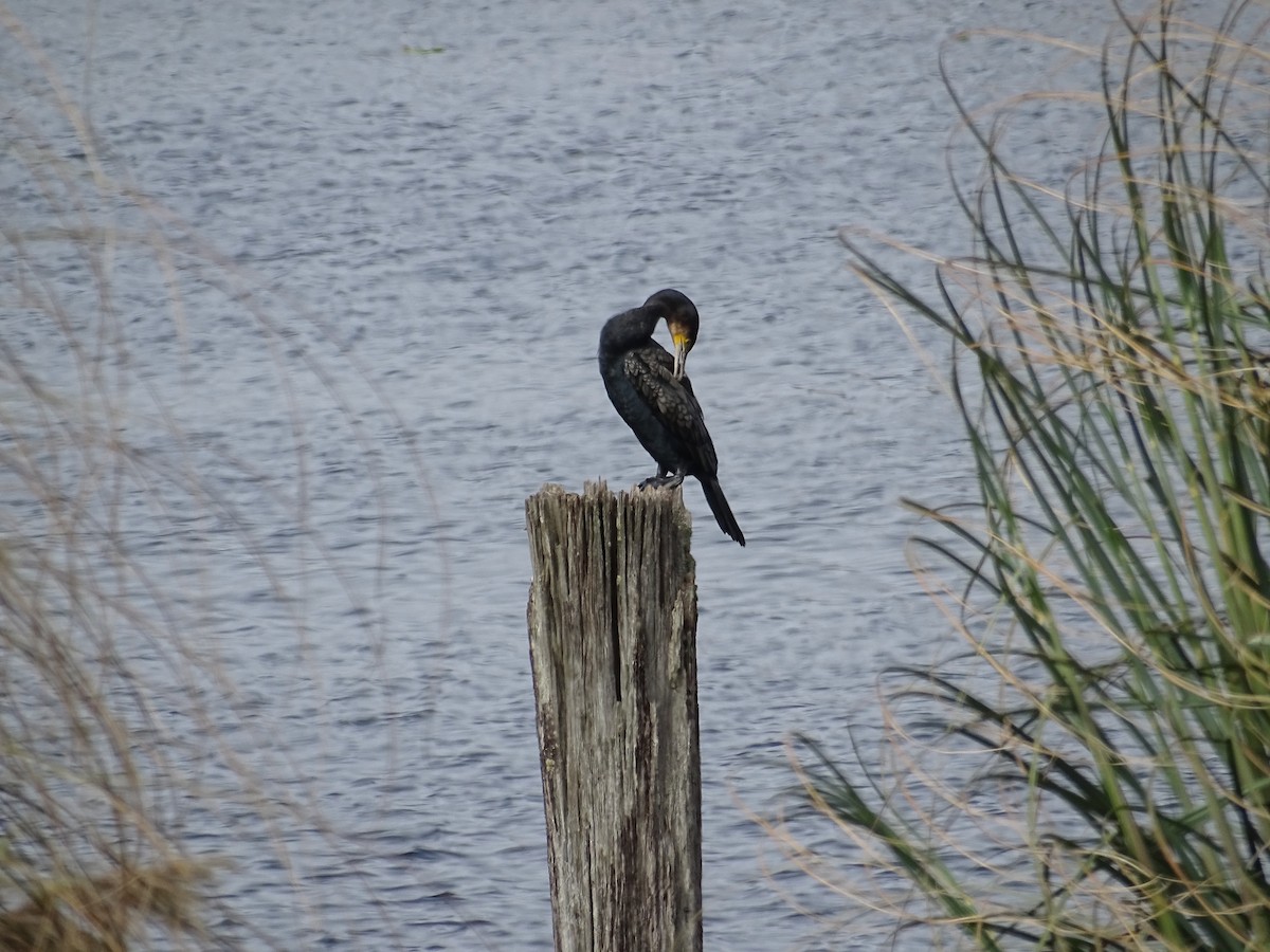 Great Cormorant - ML641654536