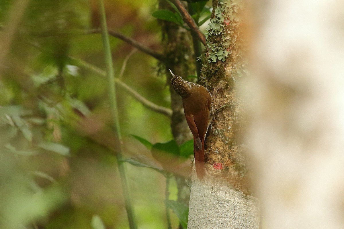 Montane Woodcreeper - ML641654538