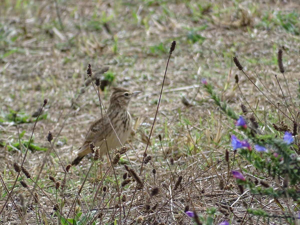 Crested Lark - ML641654542