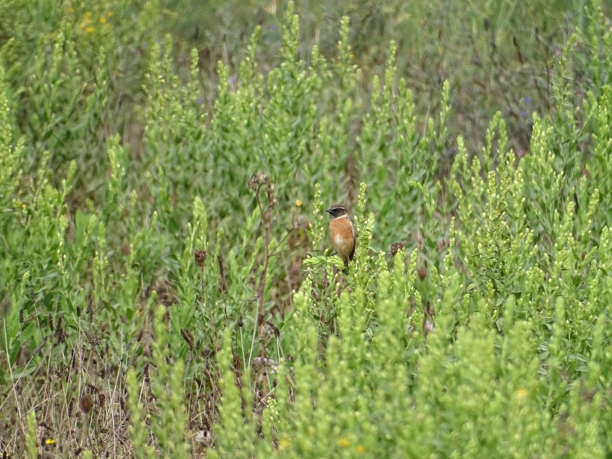 European Stonechat - ML641654552