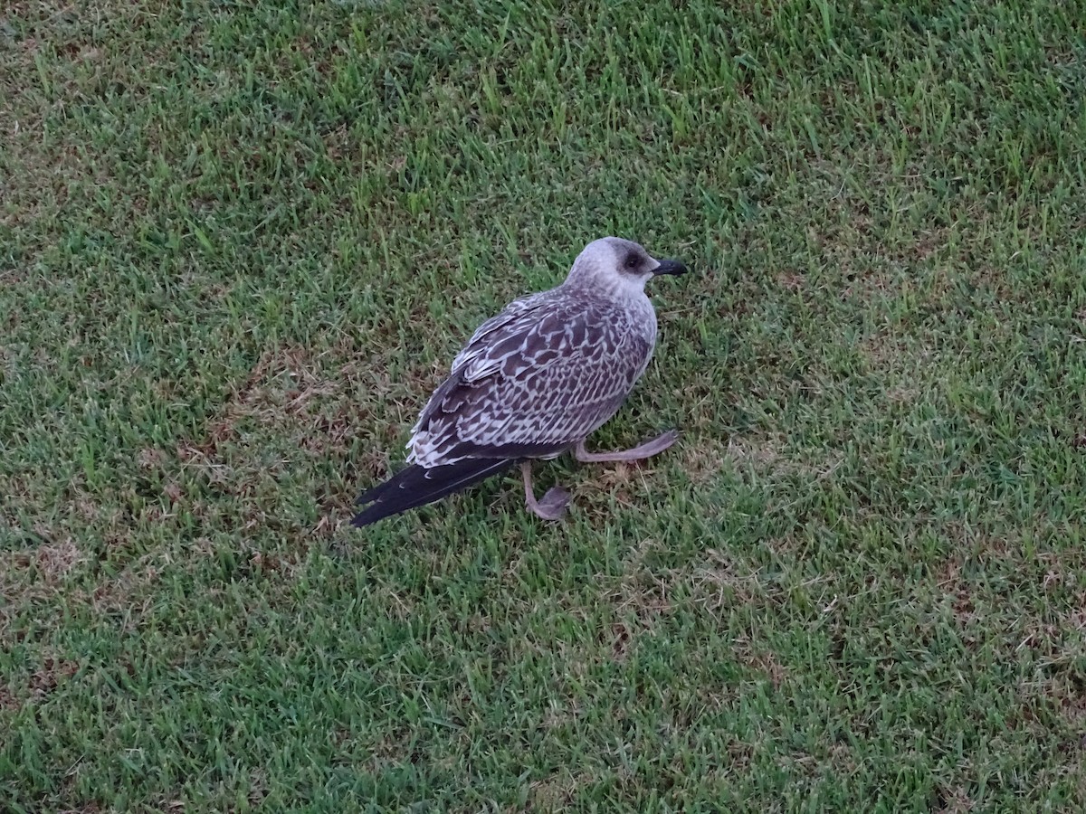Yellow-legged Gull - ML641654580