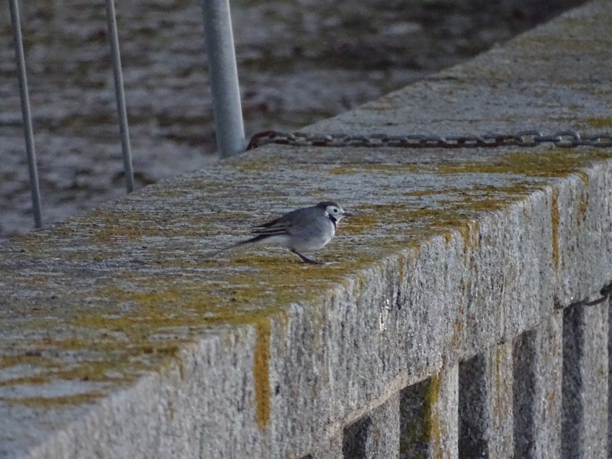 White Wagtail - ML641654595
