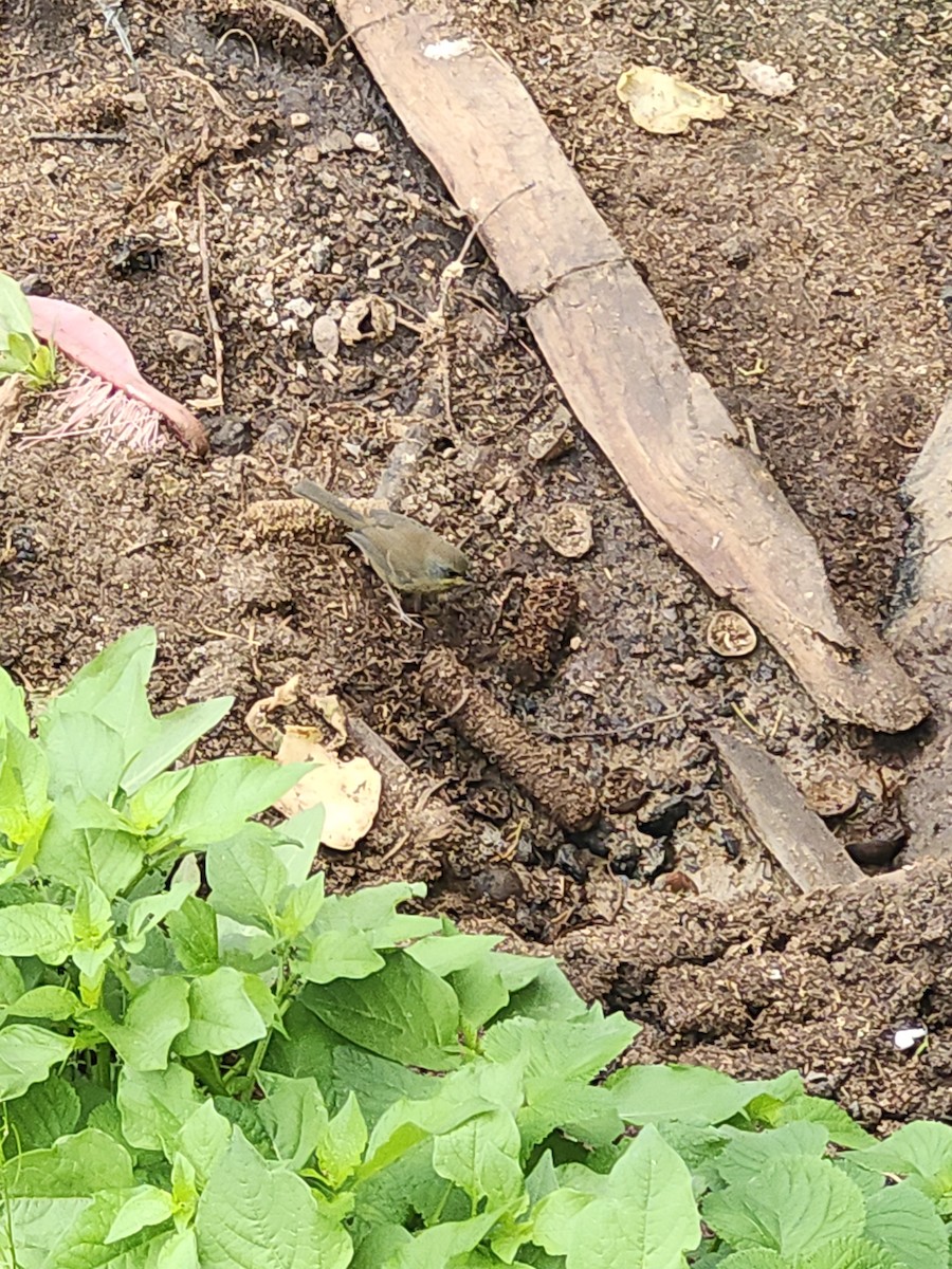 Rufous-capped Brushfinch - ML641654671