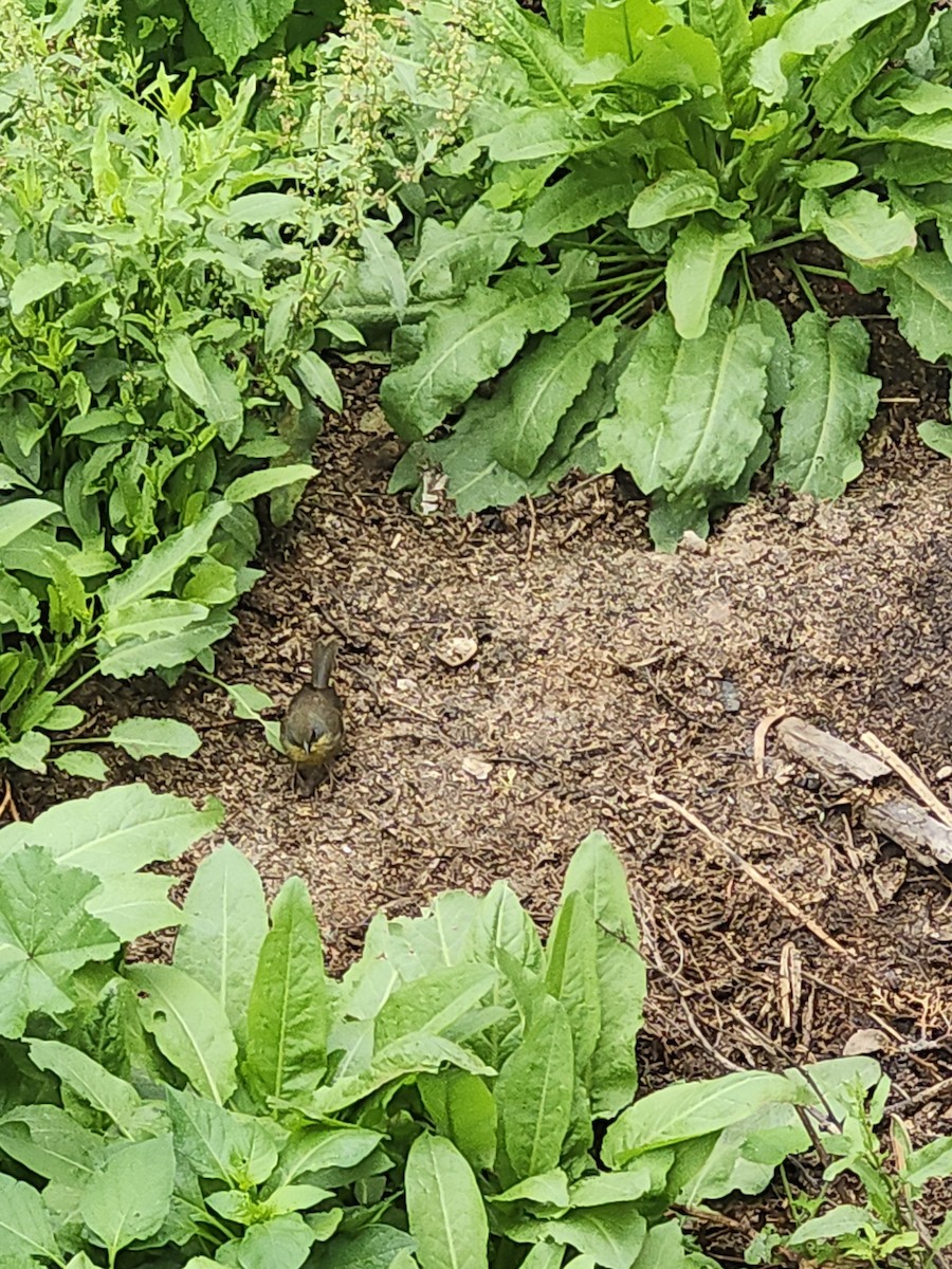 Rufous-capped Brushfinch - ML641654672