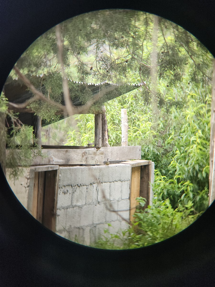 Rufous-capped Brushfinch - ML641654674