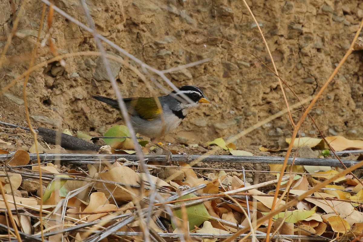 Moss-backed Sparrow - ML641654689