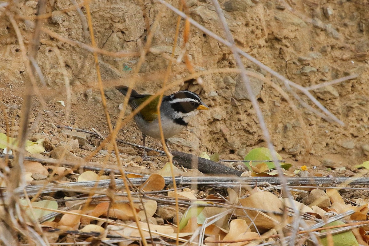 Moss-backed Sparrow - ML641654691
