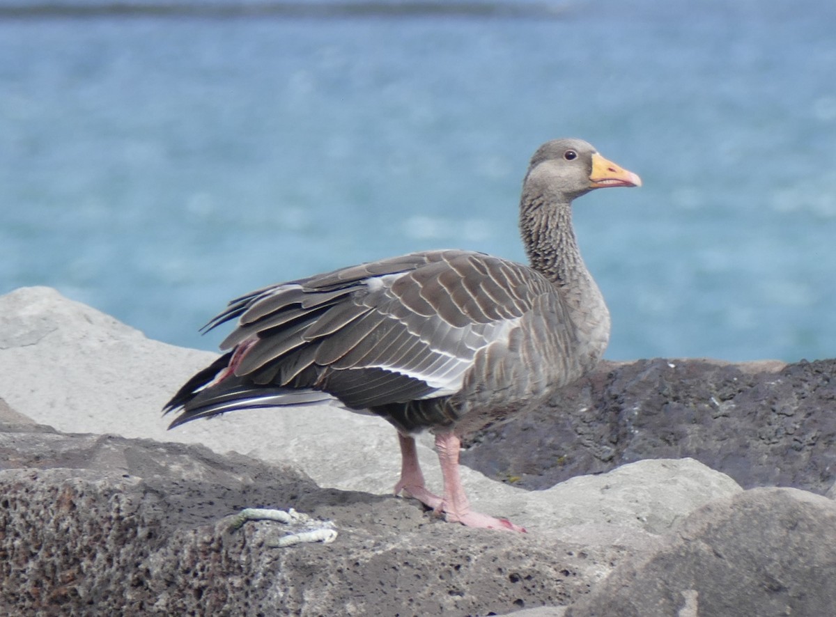 Бор галуу - ML641654722