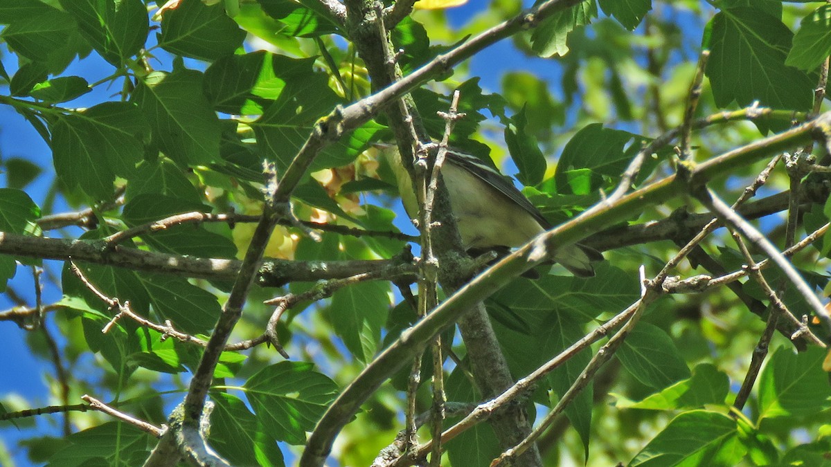 Bay-breasted Warbler - ML641654724