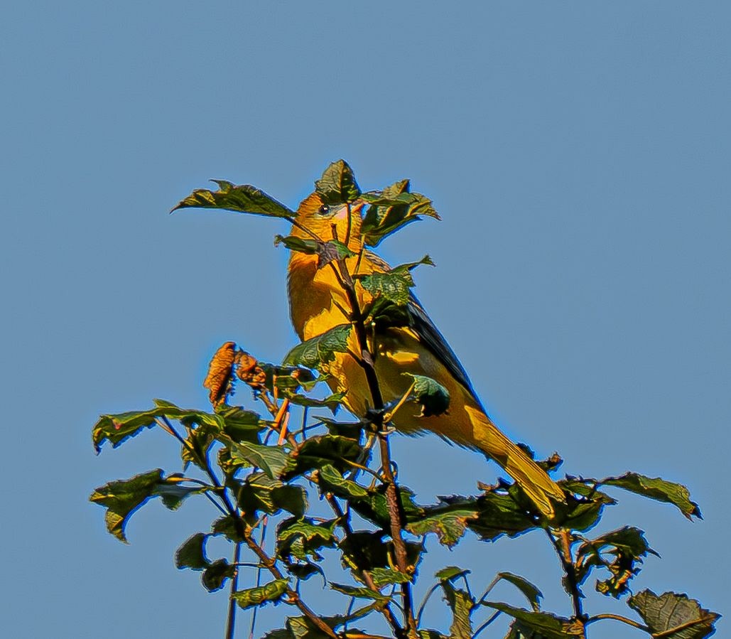 Baltimore Oriole - ML641654745