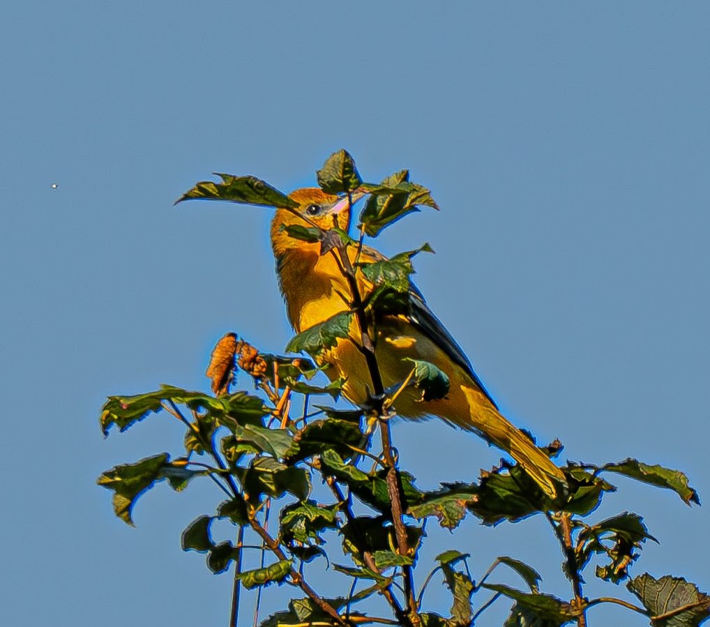 Baltimore Oriole - ML641654746