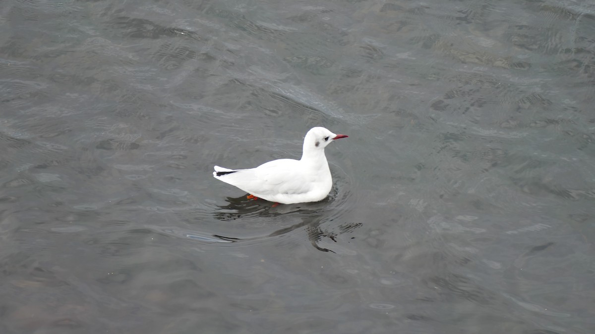 Хүрэн толгойт цахлай - ML641654755