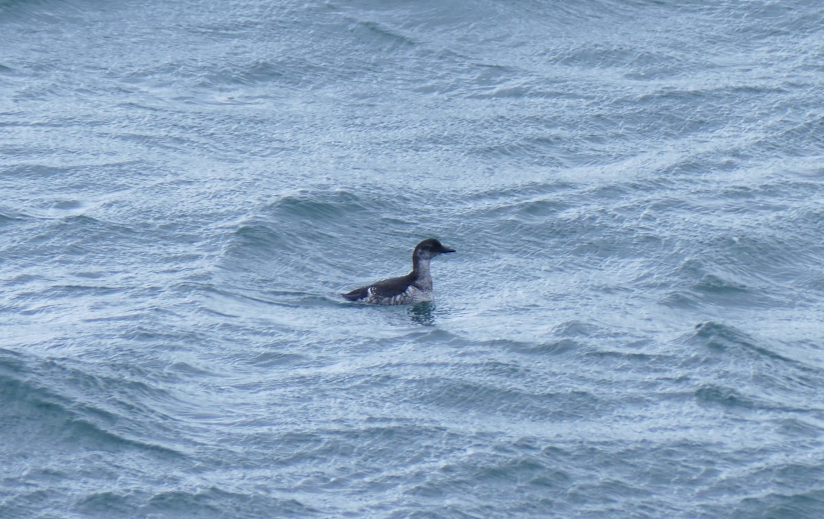 Black Guillemot - ML641654831