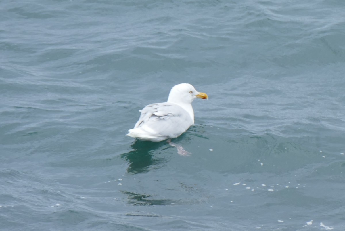 Мөсний цахлай - ML641654840