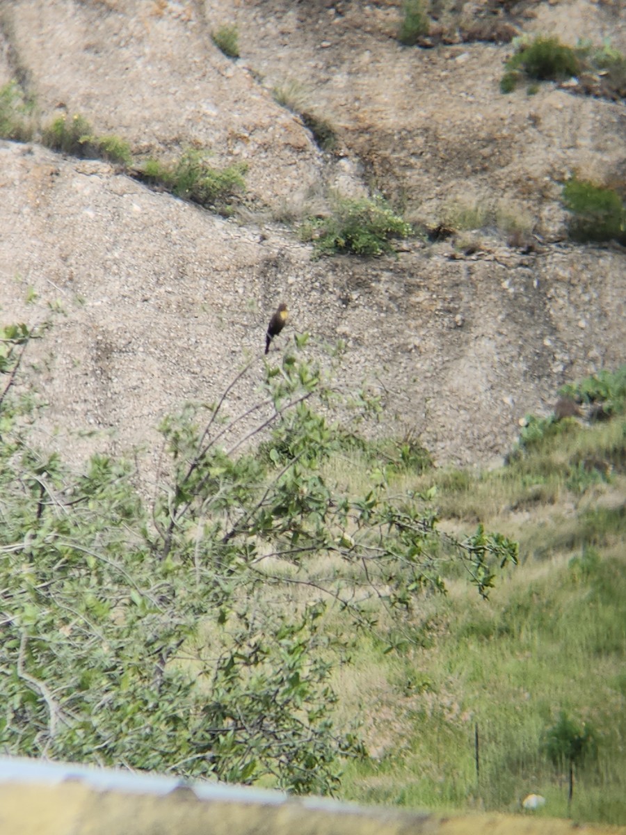 Yellow-headed Blackbird - ML641654855