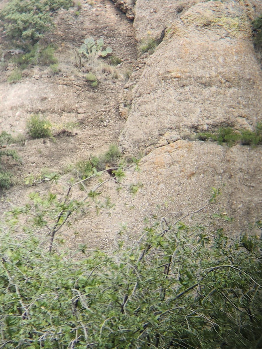 Yellow-headed Blackbird - ML641654856