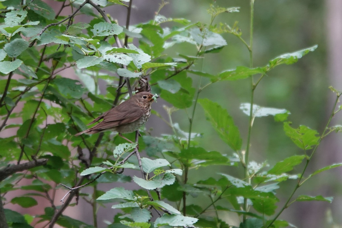 Swainson's Thrush - ML641654861