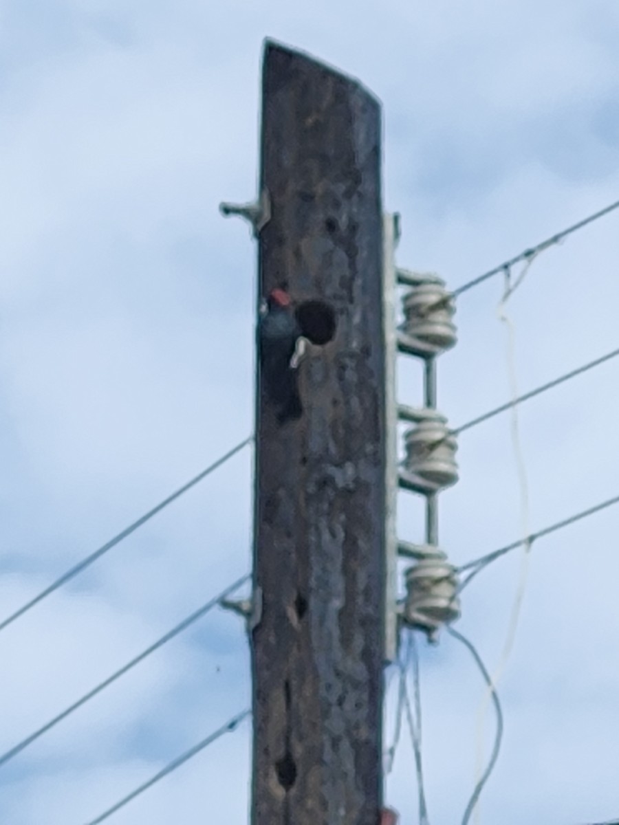 Acorn Woodpecker - ML641654862