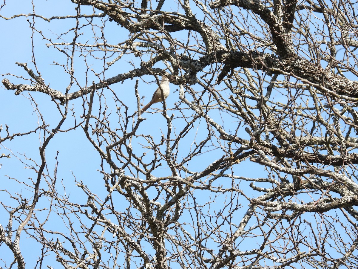 Tijeral Copetón - ML641654869