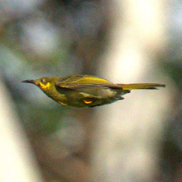 Eastern Wattled-Honeyeater - ML641654871