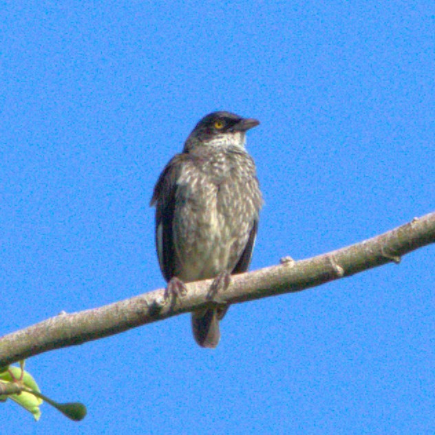 Polynesian Starling - ML641654900