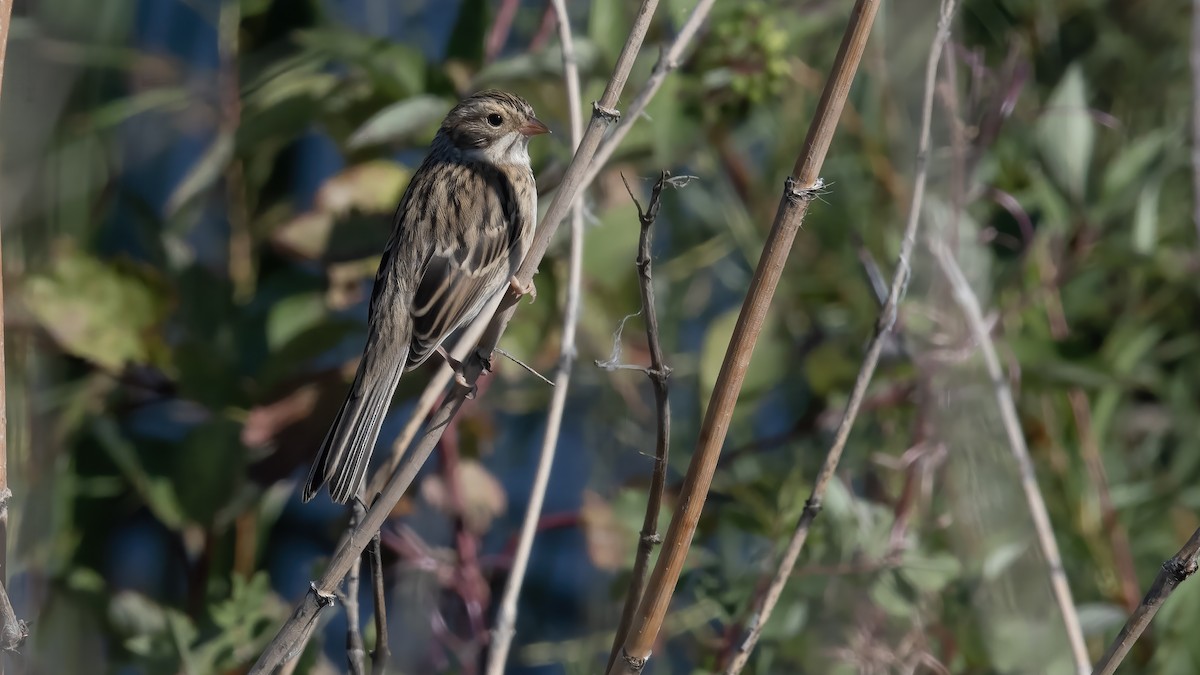 Clay-colored Sparrow - ML641654992