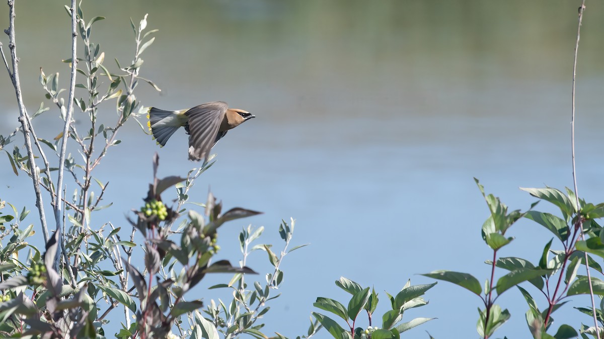 Cedar Waxwing - ML641655007