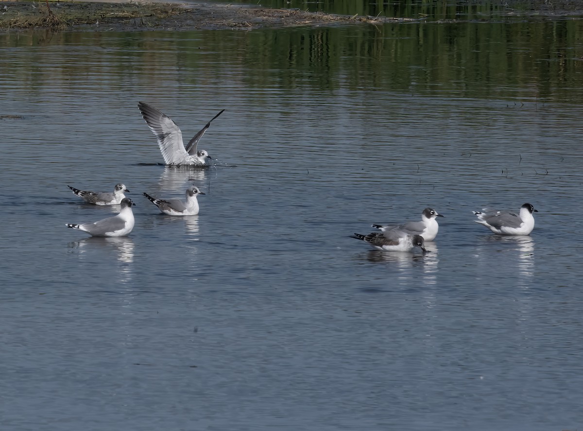 Franklin's Gull - ML641655014