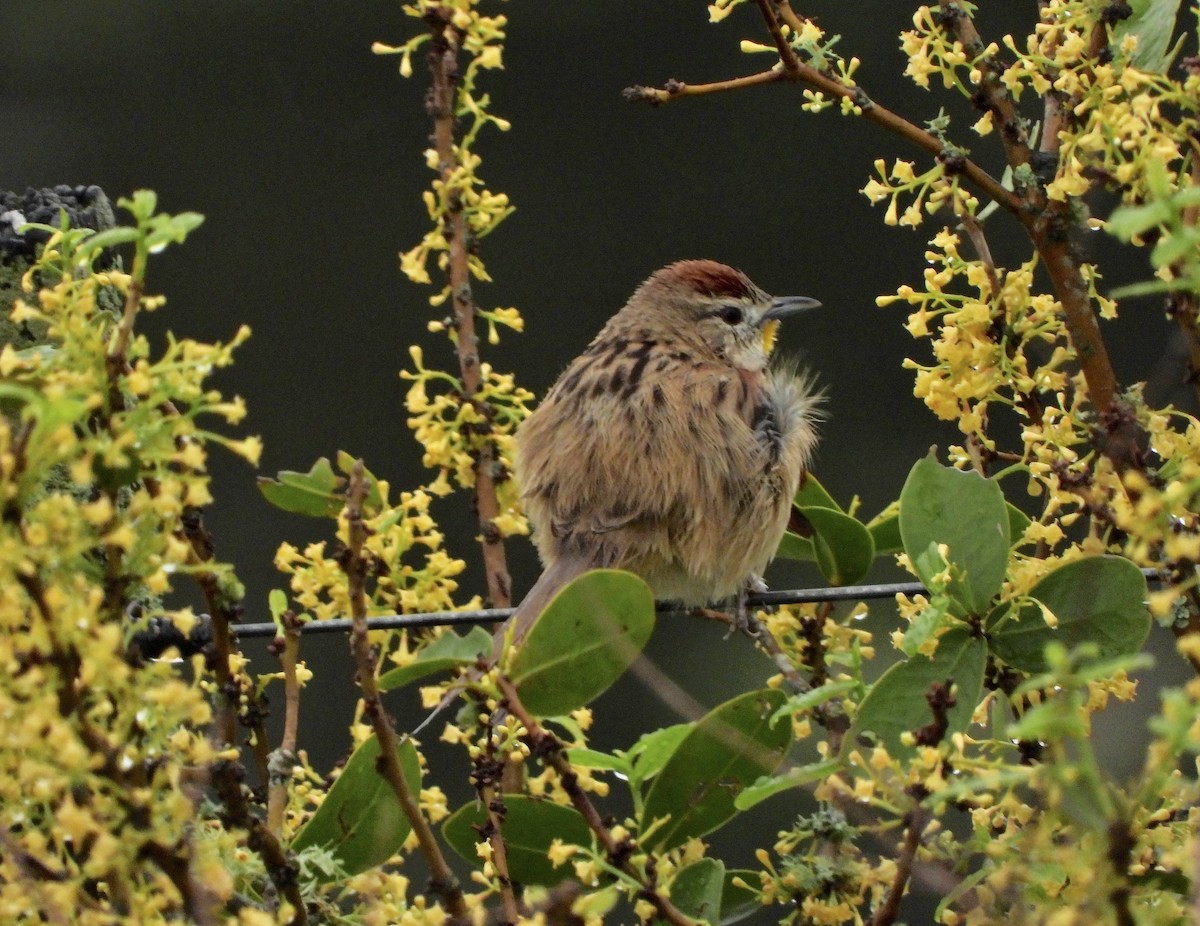 Chotoy Spinetail - ML641655018