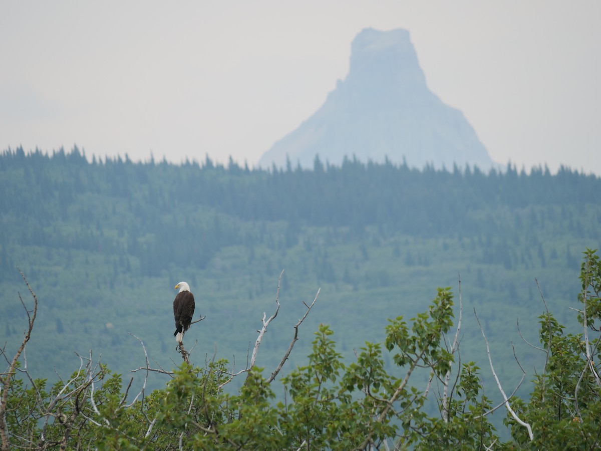 Bald Eagle - ML641655047