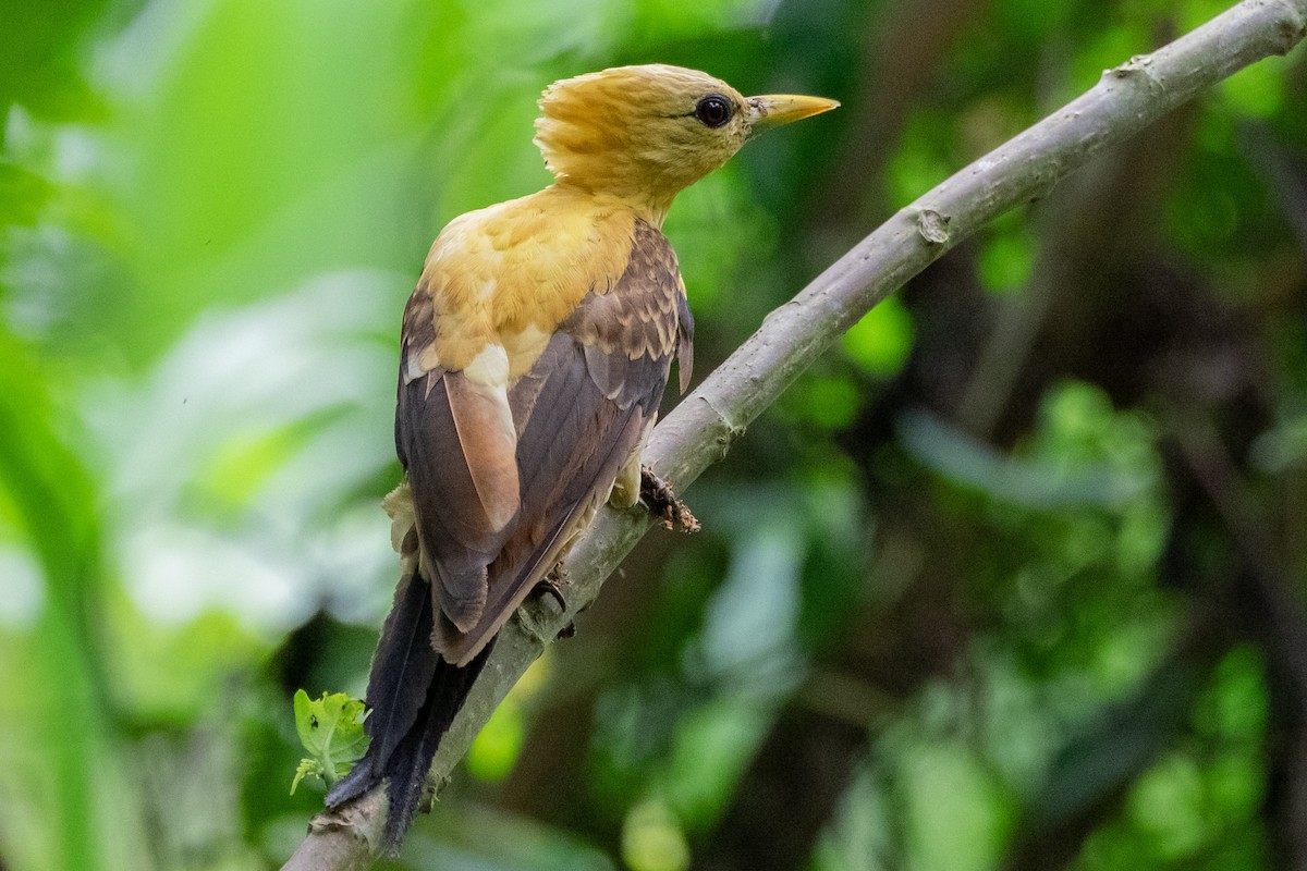 Cream-colored Woodpecker - ML641655053
