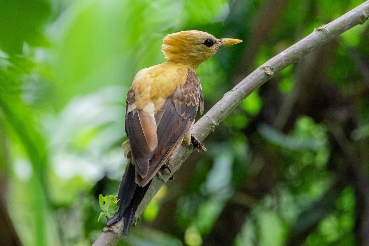 Cream-colored Woodpecker - ML641655054