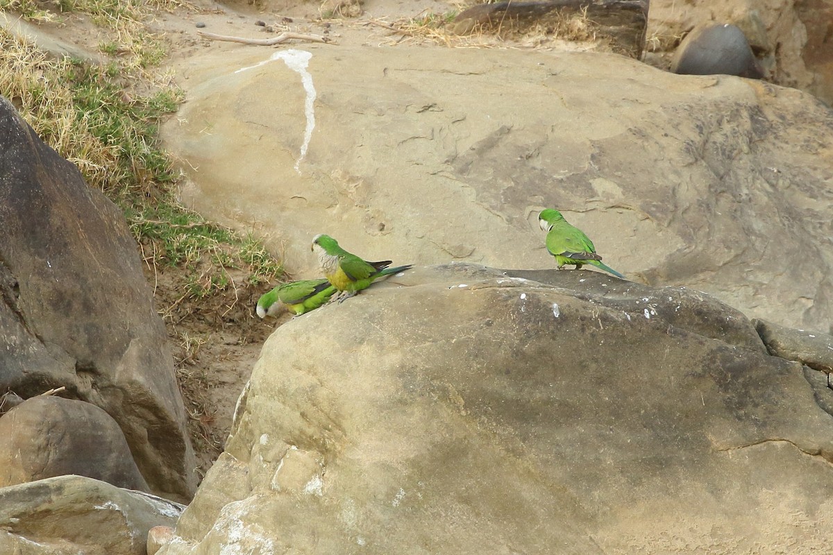 Monk Parakeet (Cliff) - ML641655077