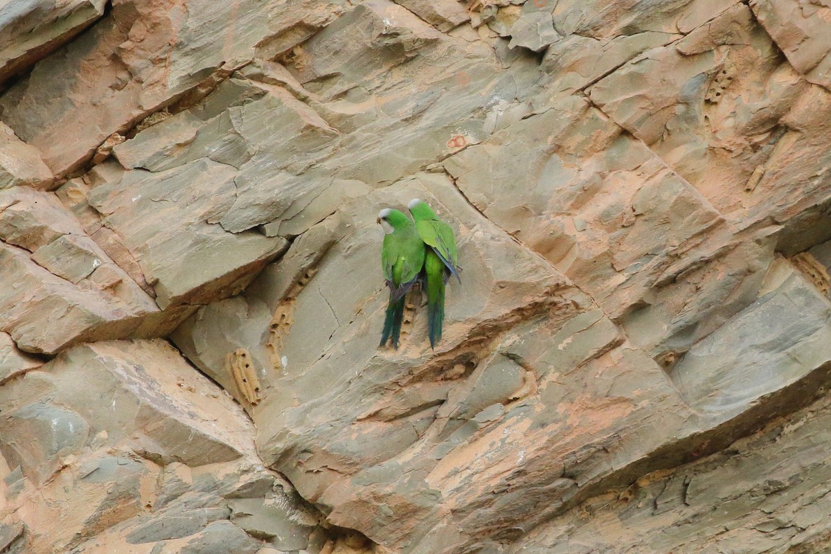 Monk Parakeet (Cliff) - ML641655078