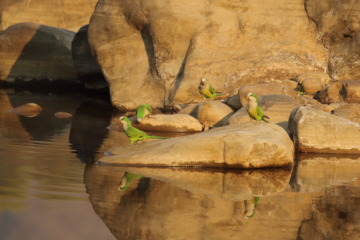 Monk Parakeet (Cliff) - ML641655079