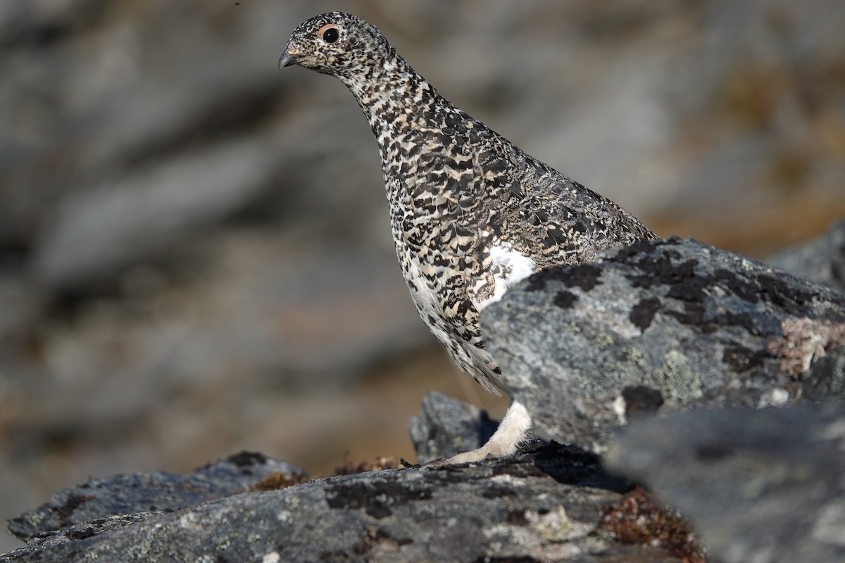 White-tailed Ptarmigan - ML641655126